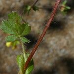 Potentilla crantzii Ŝelo