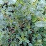 Amaranthus blitoides Folla