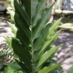 Andira inermis Leaf