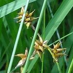 Carex echinata Φρούτο