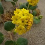 Abronia latifolia Flower