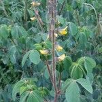 Crotalaria incana Hábitos