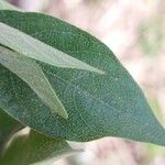 Bonamia spectabilis Blatt