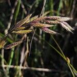 Bromus lanceolatus 花