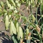Ornithogalum candicans Hábito
