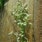 Galium borealeFleur