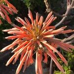 Aloe purpureaFlower