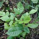 Fraxinus latifolia Leaf