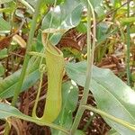 Nepenthes vieillardiiFlor