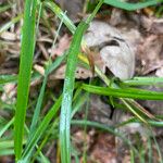 Carex pallescens Levél