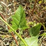 Atriplex micrantha ഇല