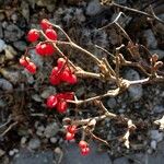 Solanum dulcamara Gyümölcs