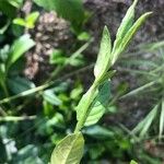 Oenothera rosea ഇല