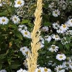 Calamagrostis epigejos Flor