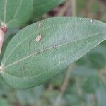 Coriaria japonica Blatt