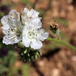 Phacelia distans 花