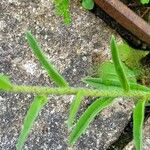 Echium vulgare 樹皮