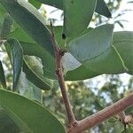 Ximenia caffra Leaf