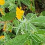 Hymenocarpos circinnatus Flower