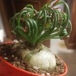 Albuca spiralis Folha