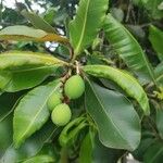 Calophyllum inophyllum Froito