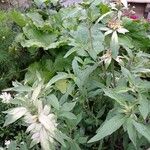 Monarda punctata Vekstform