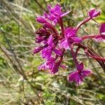 Epidendrum jamiesonis Kvet