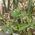 Stemodia verticillata Blatt