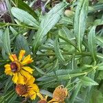 Helenium autumnale Levél