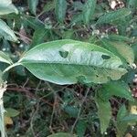 Solanum lanceifolium Leaf