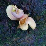 Cochliasanthus caracalla Fruto