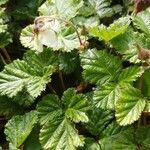 Rubus tricolor Flower