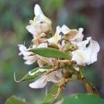 Craibia grandiflora Λουλούδι