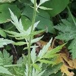 Achillea macrophylla Blad