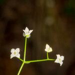 Galium rotundifolium Fleur