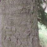Abies cilicica പുറംതൊലി