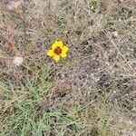 Coreopsis tinctoria花