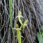 Habenaria tridactylites Λουλούδι