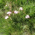 Dianthus pavonius Hàbitat