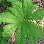 Rodgersia aesculifolia Hoja
