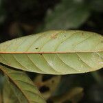 Coelocaryon preussii Hoja