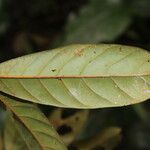 Coelocaryon preussii Leaf