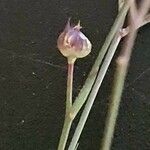 Linum volkensii Fruit