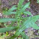 Prenanthes purpurea Leaf