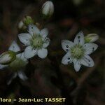 Sedum monregalense Blomma