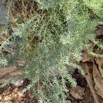 Suaeda maritima Likasa