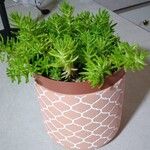 Sedum mexicanumLeaf