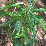 Carlina salicifolia Лист