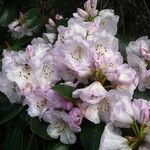 Rhododendron campanulatum Blodyn