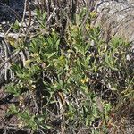 Trixis californica Hábito
